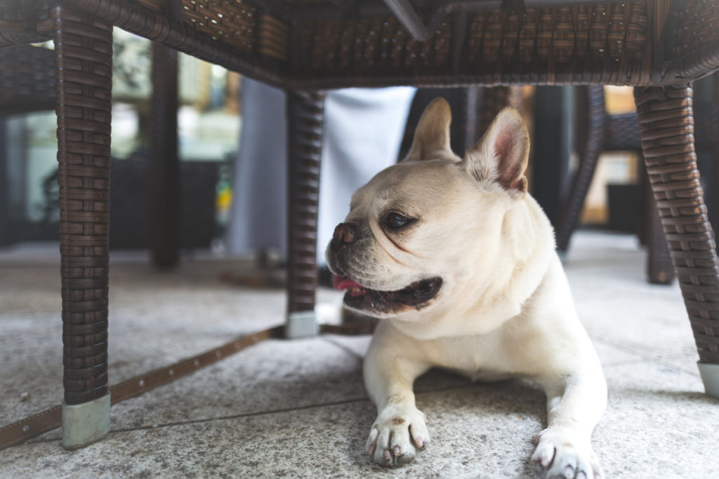 dog under chair at pet-friendly restaurant