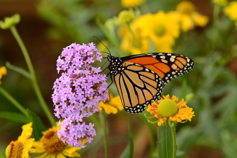 Monarch Fest San Antonio Zoo