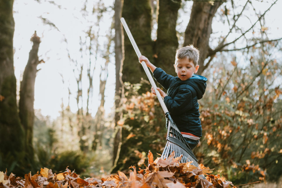 Boy rakes up a pile of maple leaves.