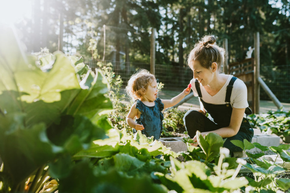 A mother and her baby daughter pick fresh strawberries from their garden on a warm late summer morning at their home.