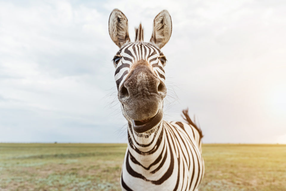 Zebra looking at camera