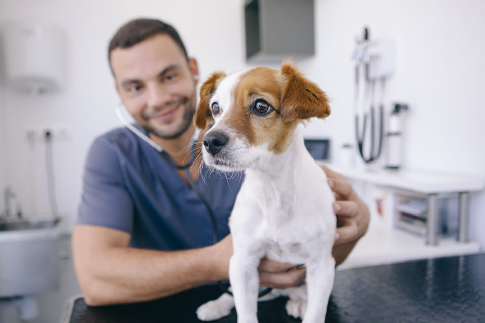 doctor using stethoscope on a healthy puppy