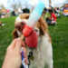 Attend The Barkitecture Festival