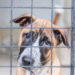 Volunteer At Your Local Animal Shelter