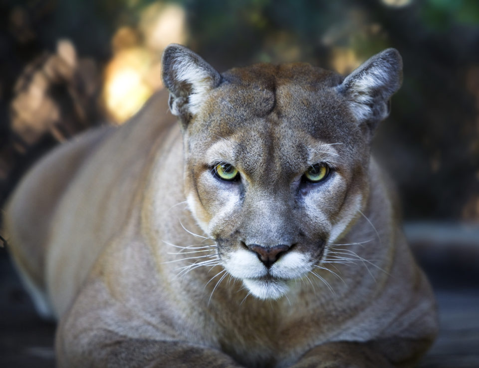 Florida Panther Stares Intensely at Camera Close Up